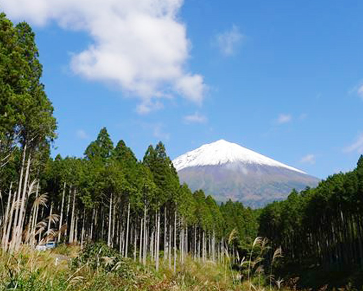 Forest Management Business